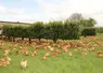 poulet label rouge sur un parcours avec des haies 