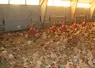 poulet label à l'intérieur du bâtiment 