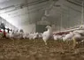 volailles dans un bâtiment