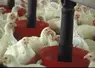 poulet en élevage - brève LDC