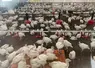 <em class="placeholder">Le bien-être animal et l’environnement sont rarement cités comme priorités premières, non par désintérêt, mais parce qu’ils sont perçus comme déjà intégrés ou ...</em>