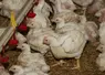 <em class="placeholder">poulet lourd </em>