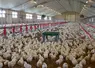 Bâtiment jeunes poulets avec plateforme