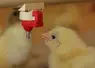 poussin en situation d'abreuvement au démarrage