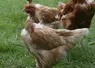 Poulet label rouge cou nu