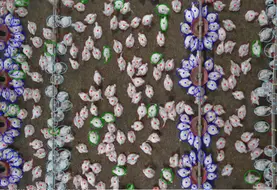 <em class="placeholder">Le projet EWelfareTrack 2.0 vise au suivi individuel en temps réel des poulets de chair à l’aide d’algorithmes d’analyses d’images.</em>