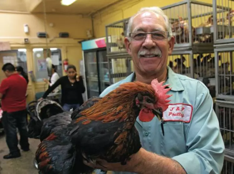 James Panzavecchia, propriétaire d’un marché
au vif dans le Queens avec un coq Sasso.
Le communautarisme des grandes villes américaines peut maintenir le marché du vif
si celui-ci continue à se professionnaliser.