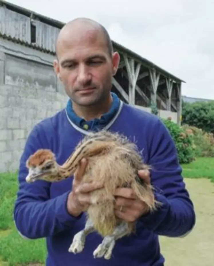 Boris, un des pionniers de l'élevage d'autruches en France.