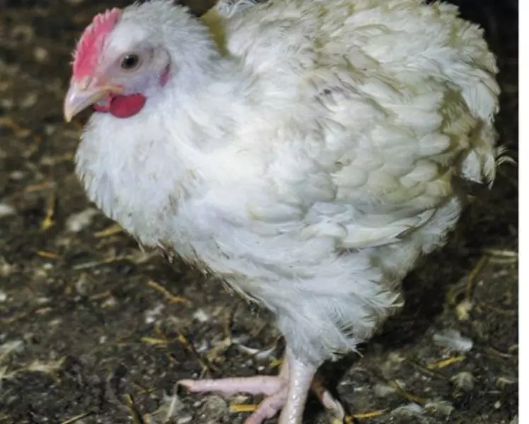Deux lignées
de poulets
à croissance intermédiaire ont été sélectionnées pendant huit générations
sur le critère « efficacité digestive », en
leur distribuant
un blé visqueux
et dur à digérer...