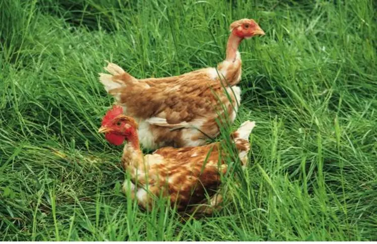 L’ingestion de végétaux
sur les parcours peut atteindre 15 grammes par jour selon l'étude de l’Inra du Magneraud.