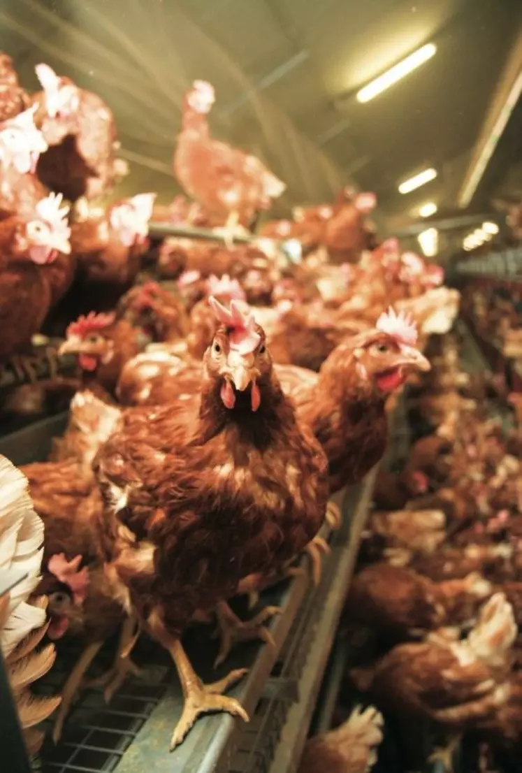 La réussite technique des poules pondeuses en volière passe par une bonne préparation des poulettes.