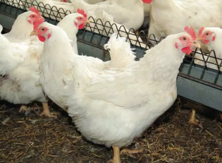L'alimentation des poules reproductrices peut 
modifier les « marques épigénétiques » et avoir 
un impact sur leurs descendants.
