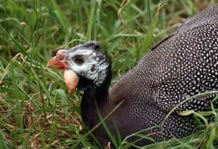 Le coronavirus ne touche que quelques lots de pintade chaque année.