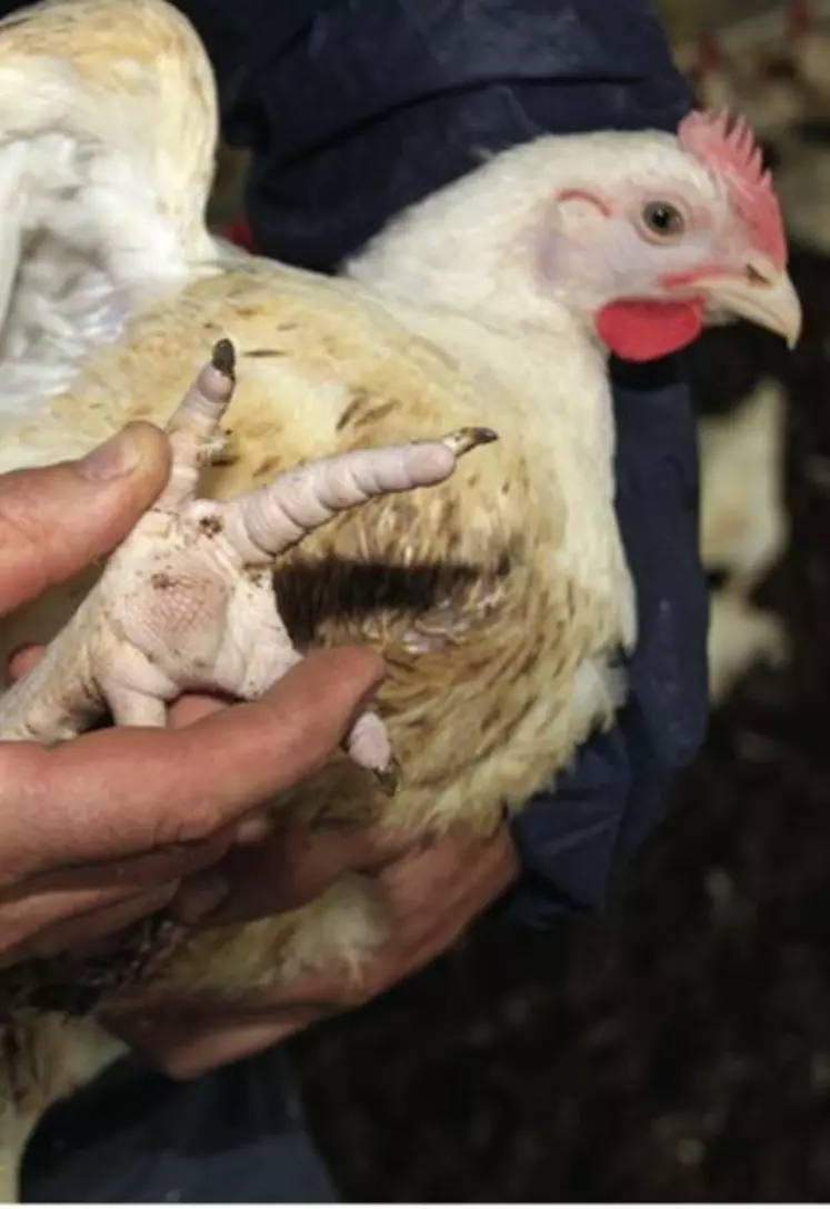 La mesure des pododermatites
des poulets, expérimentée
en Europe du Nord, est un indicateur
de bien-être sur lequel va se
pencher la Commission européenne.