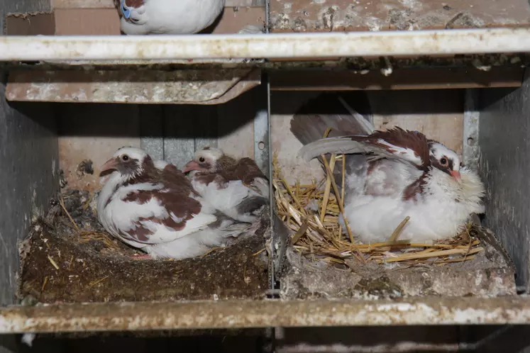 pigeonneaux au nid