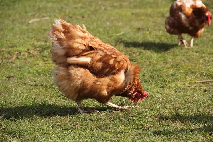 Les maladies fréquentes chez les poules : reconnaître les