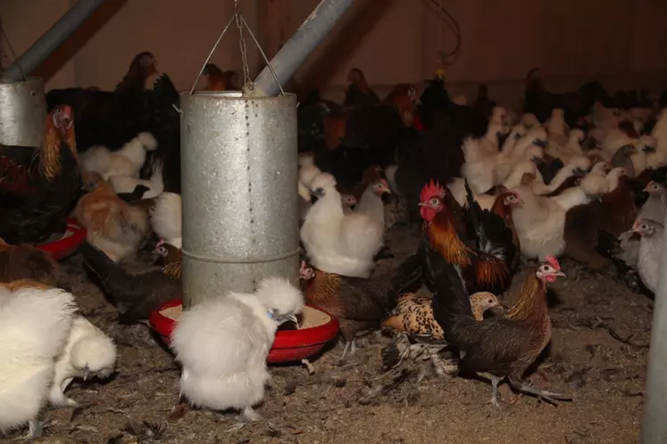 Alimentation des poules : Poules et basse-cour et animalerie - botanic®