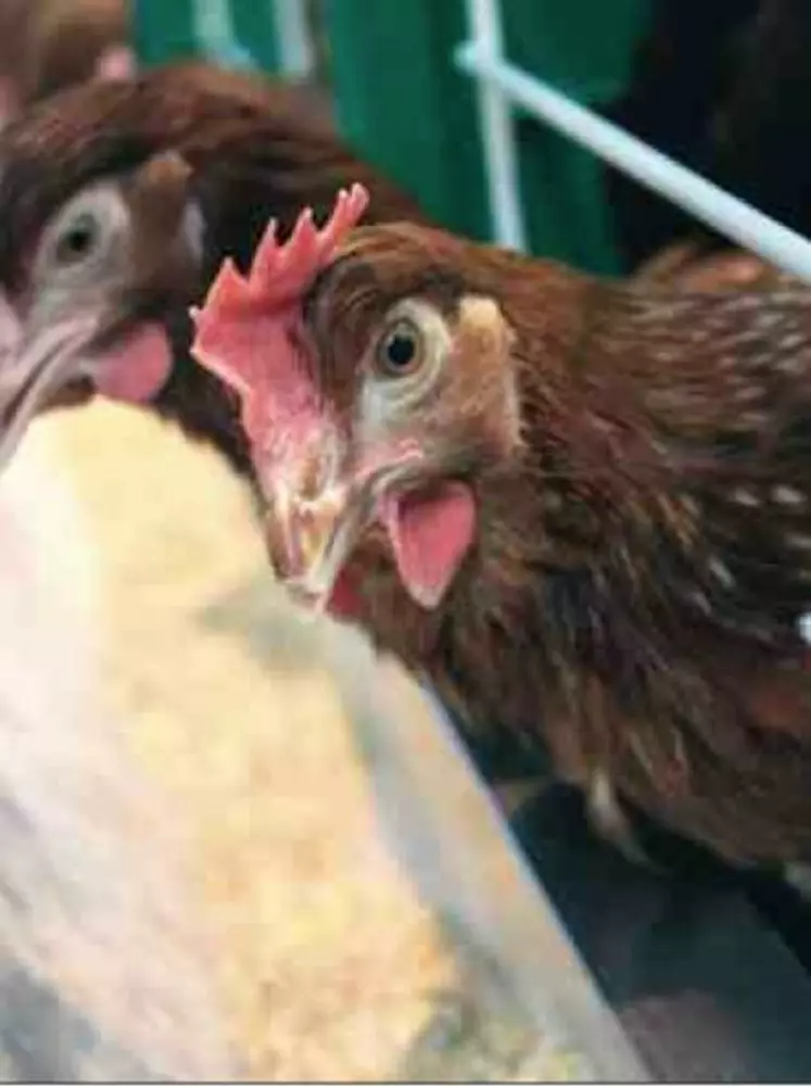 La poule a tendance à s’engraisser, d’où l’importance d’une administration régulière d’hépatoprotecteur. Un foie « gras » a un impact négatif sur la qualité de coquille.