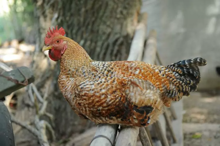 Pour un poulet de qualité