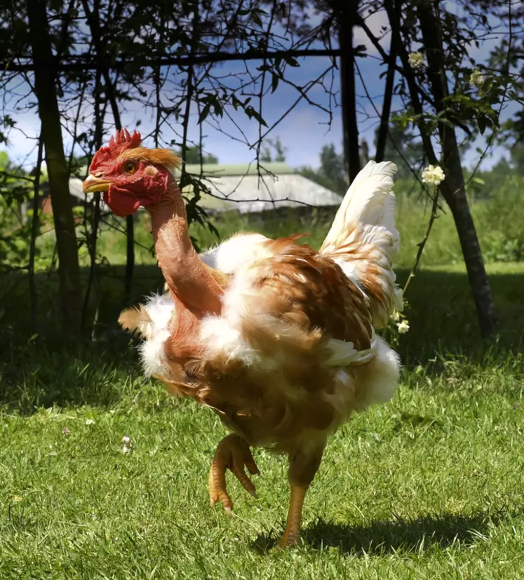 poulet lignée T44NI Sasso