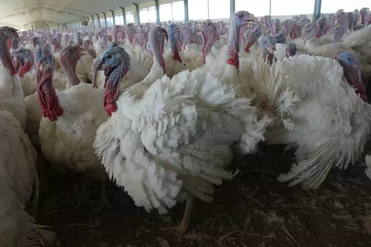 Dindons à une semaine de l'abattage : le système de production français est le plus productiviste en termes de poids vif mais pas en poids de viande.