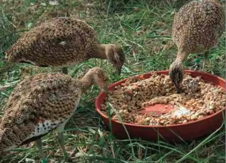 Pour sauver les outardes canepetières migratrices la ligue de protection des oiseaux s’est attaqué à leur reproduction en captivité.