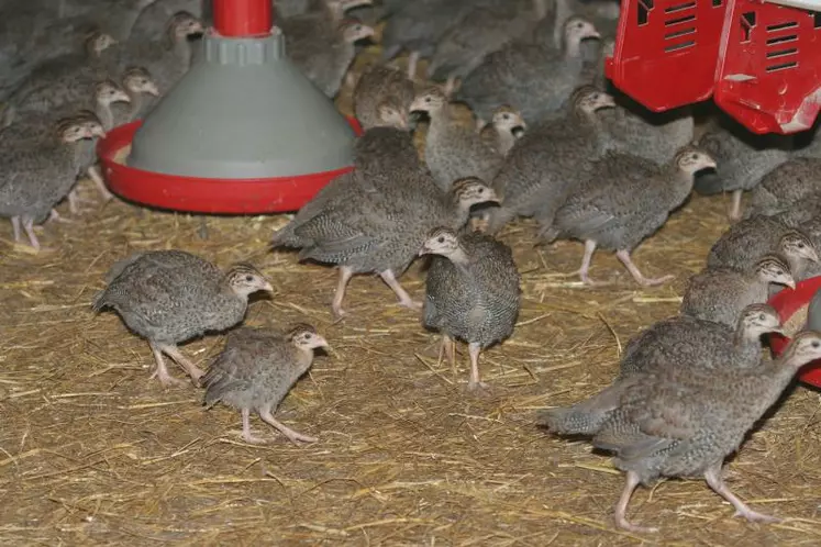 Les résultats d'essai de lumière menés par l'Anses sur pintade diffèrent de ceux obtenus en poulet.