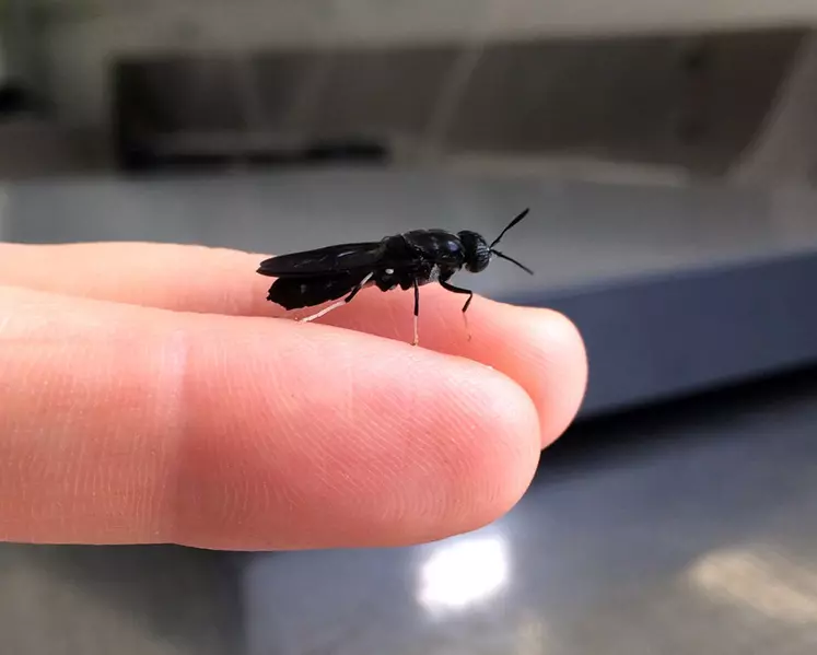 La mouche soldat noir est le principal insecte élevé pour ses larves riches en huiles et protéines © DR