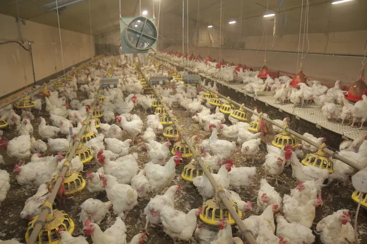 Élevage de reproducteurs de poulets de chair en France (archives)Mi-mai, plus de 10 % des reproducteurs de Belgique avaient été touchés par H3N1 et abattus  © P. Le Douarin