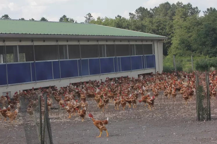 En filière longue, le poulet bio est produit dans des installations très similaires à celle du système label rouge  © P. Le Douarin