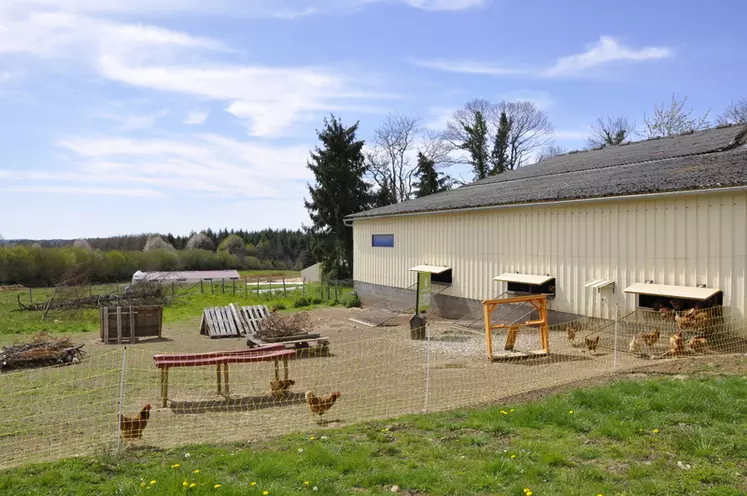 Cinq poules de trois ans peuplent pour l'instant la ferme du Limousin qui servira surtout de centre de recherche et de développement sur la longévité des gallinacés. © S. Bouzon