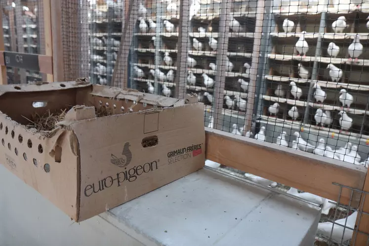 Europigeon est la seule société française de sélection de pigeons de chair qui utilise des modèles génétiques inspirés des autres espèces aviaires. © P. Le Douarin