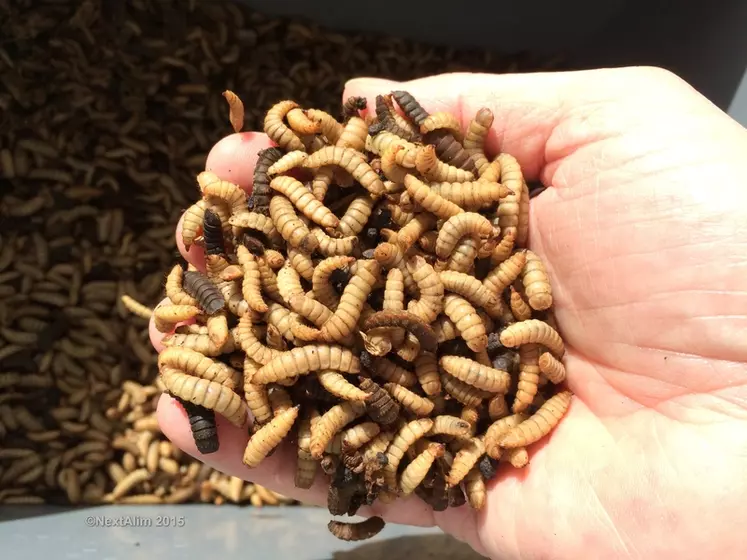 Larves de mouche prêtes à être récoltées.Ce sont les larves de ver de farine (Tenebrio molitor) ou de la mouche soldat noire (Hermetia illucens) qui sont transformées en protéines et en graisses. © Nextalim