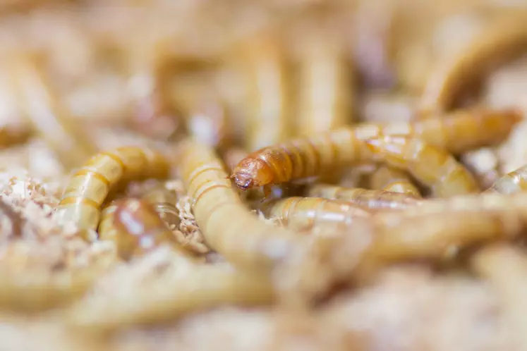 Larves de Tenebrio molitor.Ce sont les larves de ver de farine (Tenebrio molitor) ou de la mouche soldat noire (Hermetia illucens) qui sont transformées en protéines et en graisses. © Entomofarm