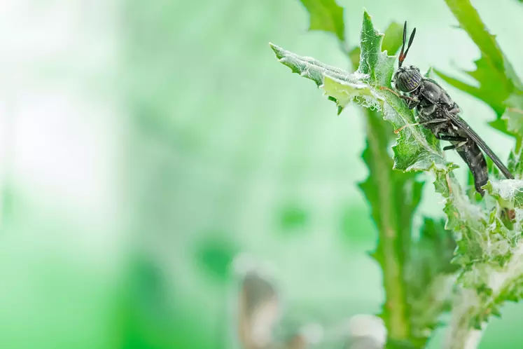 La mouche du soldat noire (Hermetia illucens) est originaire d'Amérique du sud. C'est un insecte peu invasif. La plupart des souches élevées proviendraient d'une même population sélectionnée en Allemagne. © Innovafeed