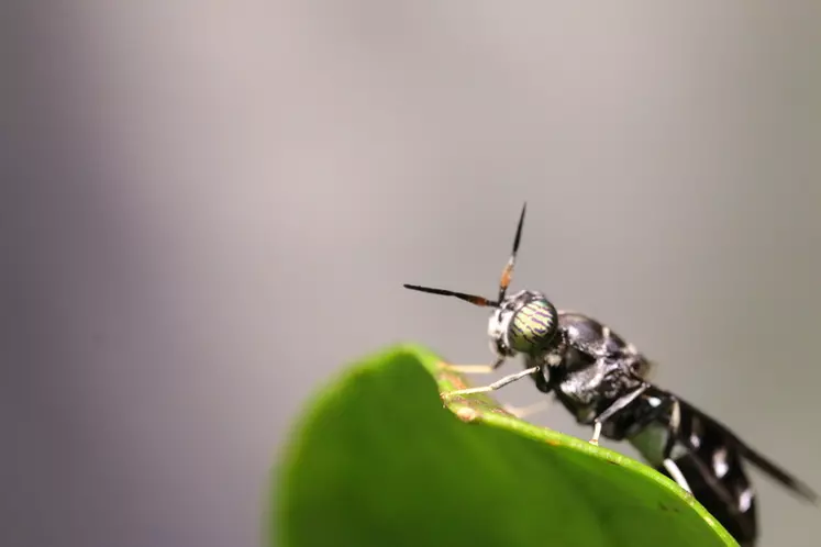 La mouche du soldat noire (Hermetia illucens) est originaire d'Amérique du sud. C'est un insecte peu invasif. La plupart des souches élevées proviendraient d'une même population sélectionnée en Allemagne. © Cycle FArms