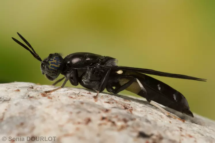 La mouche du soldat noire (Hermetia illucens) est originaire d'Amérique du sud. C'est un insecte peu invasif. La plupart des souches élevées proviendraient d'une même population sélectionnée en Allemagne. © S. Dourlot-Nextalim