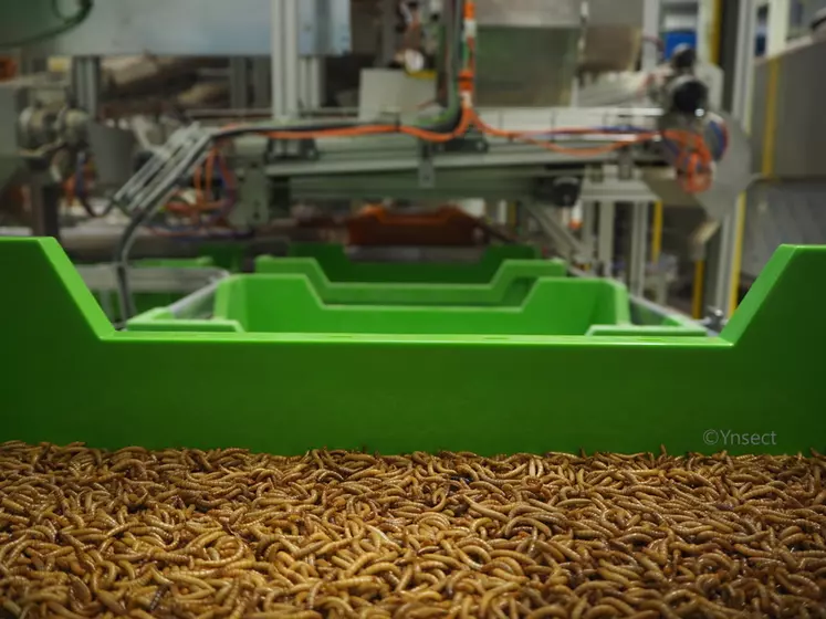 Il a fallu trois ans à Ynsect pour mettre au point la production du ver de farine ("les yeux fermés" selon Constant Motte d'Ynsect) automatisée et dans des boîtes. © Ynsect