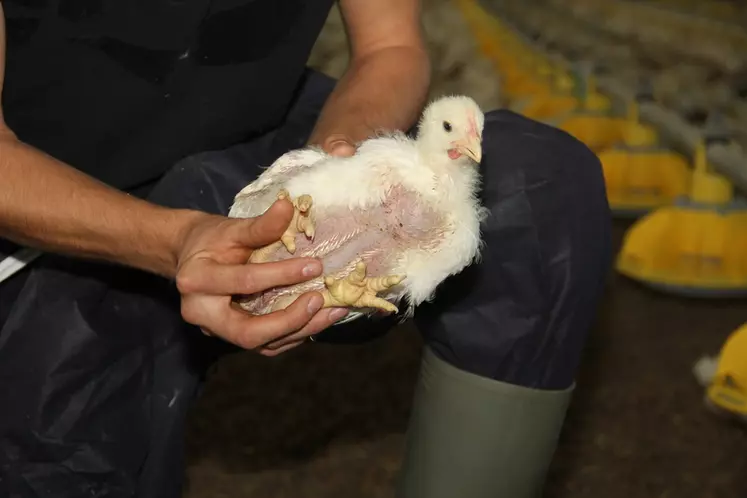 Pour l'éleveur, la qualité des coussinets plantaires des poulets passe par une bonne gestion de la litière. © A. Puybasset