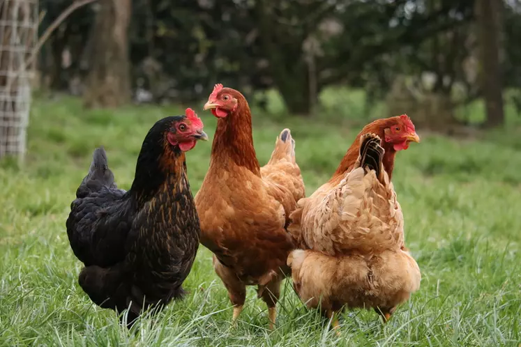 Les poules colorées destinées aux petits producteurs sont élevées avec le même soin que celles destinées aux circuits longs. © Groupe Michel