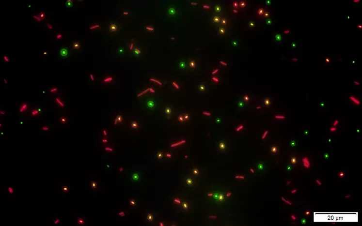 Les spores de Bacillus Subtilis modifiées sont en vert tandis que les formes cellullaires actives dans l'intestin des poulets sont en rouge. © Adisseo