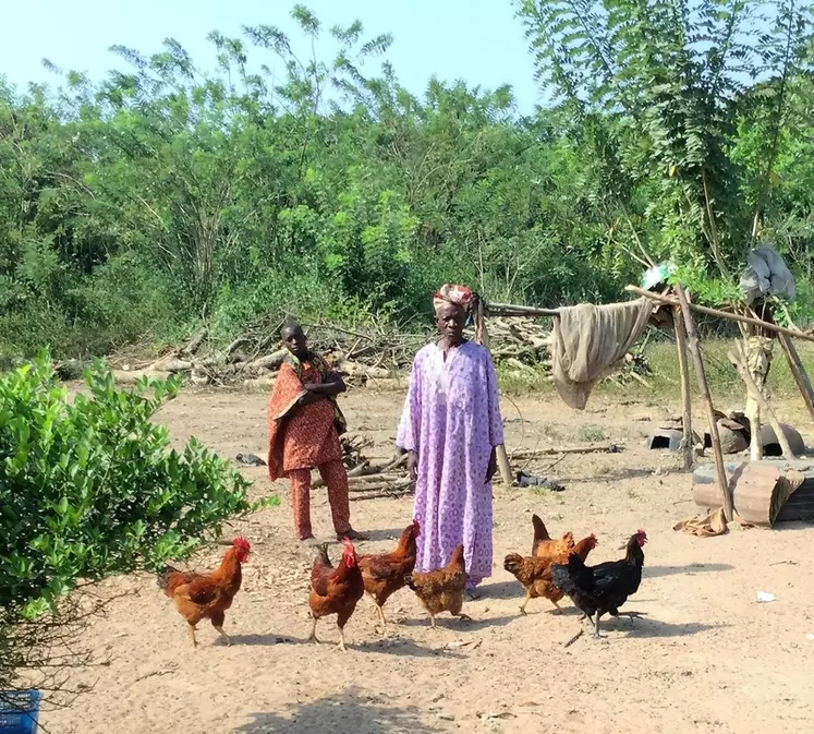 En développant la volaille traditionnelle chez les petits fermiers africains, comme ici en Éthiopie, l'objectif est d'apporter aux populations rurales une source de protéines et de revenu à travers les œufs et la viande.  © Hendrix Genetics