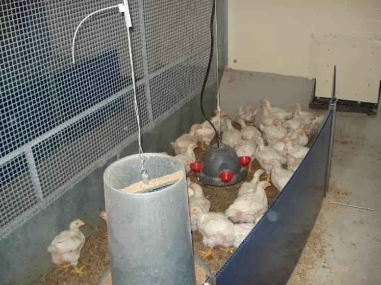 L'essai comparatif de trois stratégies de protection de poulets certifiés vis-à-vis des coccidies E.acervulina et E. tenella, 24 groupes de 40 animaux élevés jusqu'à 48 jours en station expérimentale. © Itavi