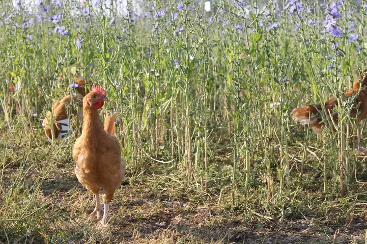 En plein mois de juin, les poulets exploraient largement les parcours enrichis en proteines qu'ils ont abondamment consommé (de l'ordre de 9 % de la MAT totale consommée) © Chambre d'agriculture Pays de ...