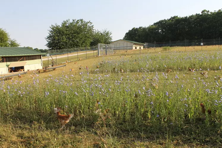 En plein mois de juin, les poulets exploraient largement les parcours enrichis en proteines qu'ils ont abondamment consommé (de l'ordre de 9 % de la MAT totale consommée) © Chambre d'agriculture Pays de ...