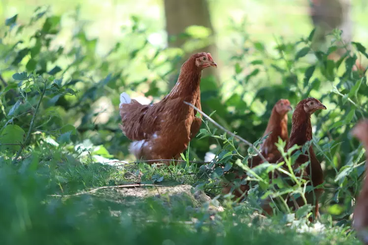 Les poulettes doivent passer un tiers de leur vie sur le parcours végétalisé et attrayant, à raison d'un mètre carré par oiseau. © P. Le Douarin