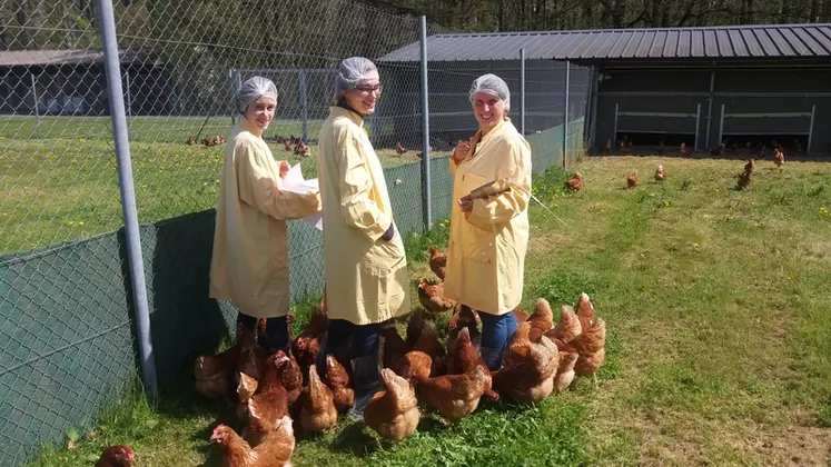 Le bien-être des poules pondeuses a été évalué lors de l’essai d’aliment 100% bio. © Itavi