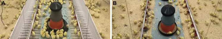 À gauche, le caillebotis disposé sous les pipettes et les mangeoire et muni d'une rampe d'accès. A droite, le dispositif témoin. © Poultry Science