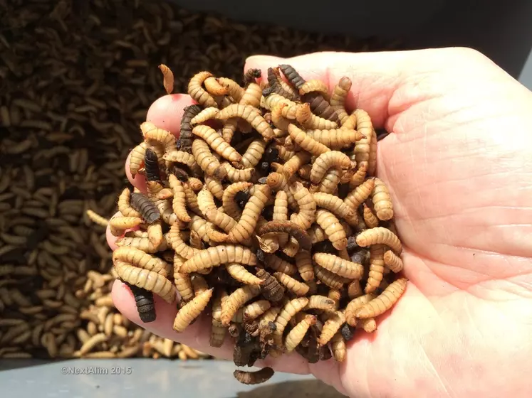 Les projets d'élevage à grande échelle concernent surtout la mouche soldat noire (Hermetia Illucens) pour son exploitation au stade larvaire.  © NextAlim