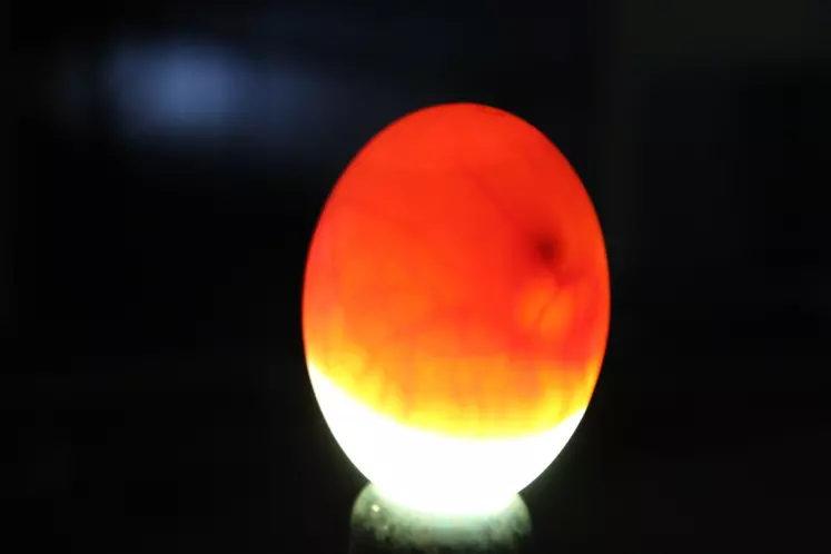 Avec un œuf éclairé et orienté correctement, la couleur de l'œil est interprétable à 10 jours avec au moins 95% de fiabilité. © Orvia